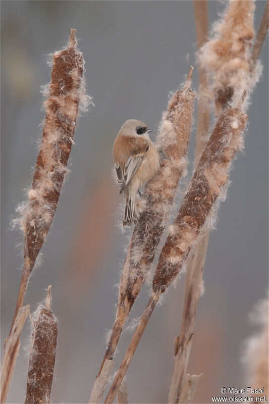 Rémiz penduline femelle adulte internuptial