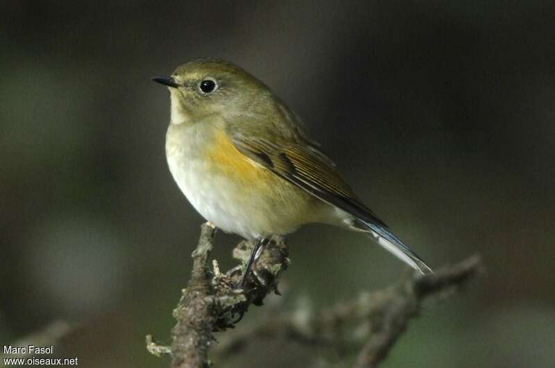 Red-flanked Bluetail male First year, identification