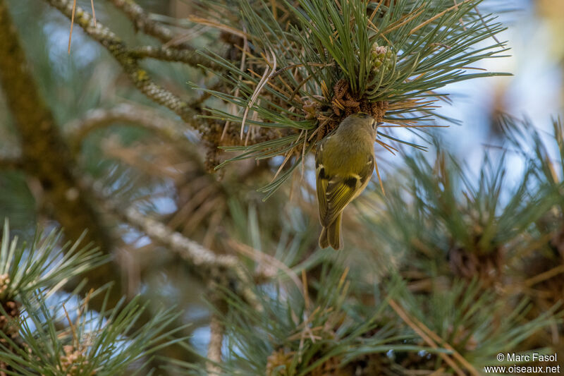 Roitelet huppéadulte, identification