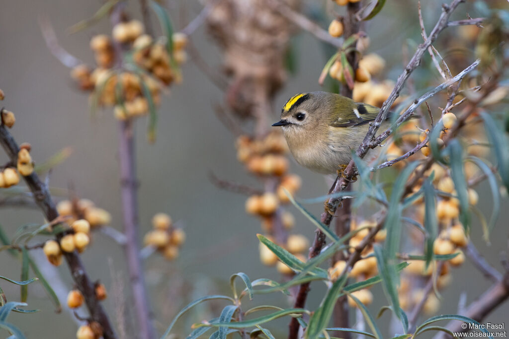 Roitelet huppéadulte, identification