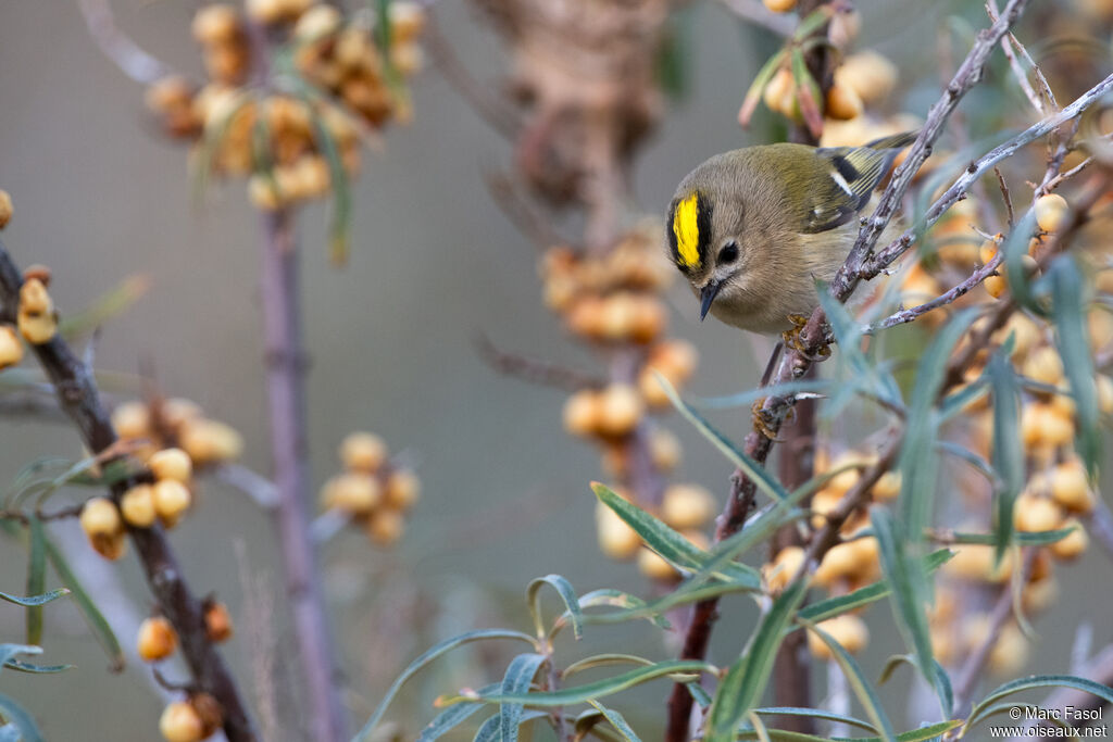 Goldcrestadult, identification, fishing/hunting