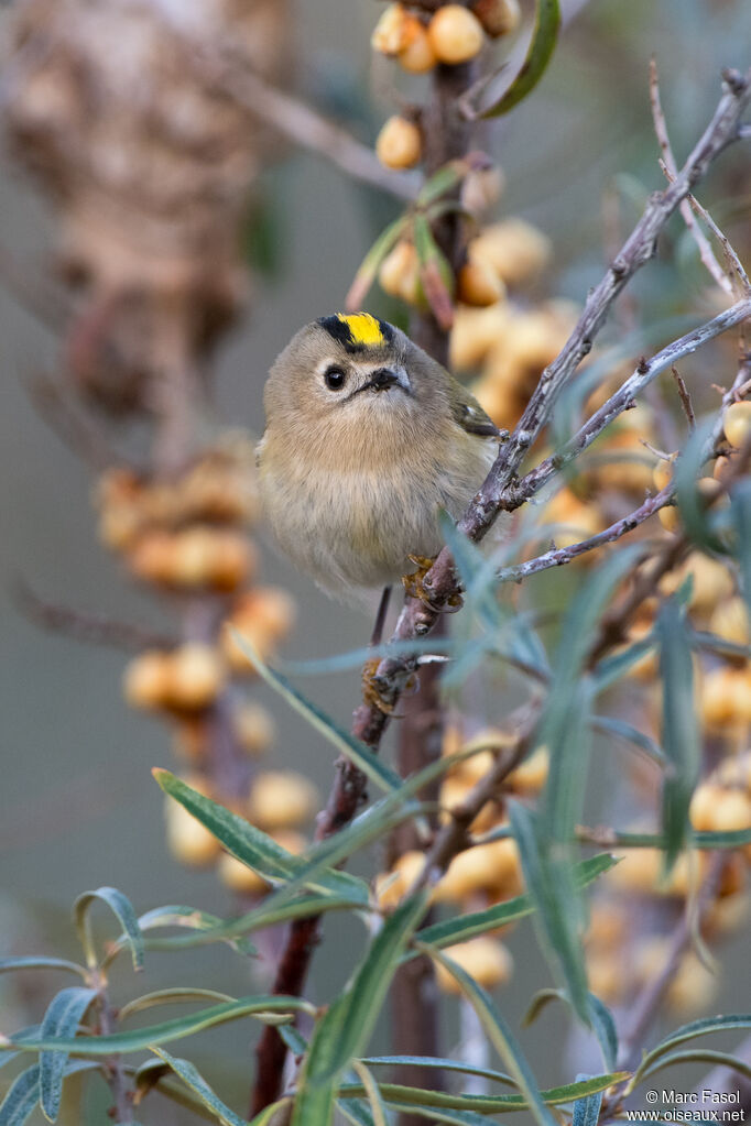 Goldcrestadult, identification