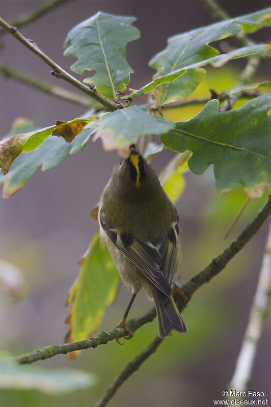 Goldcrestadult post breeding, identification, Behaviour