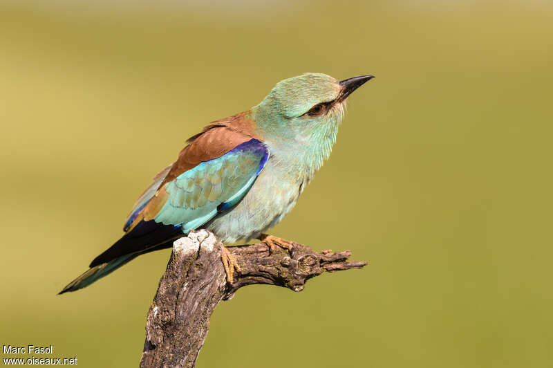 European Rolleradult breeding, identification