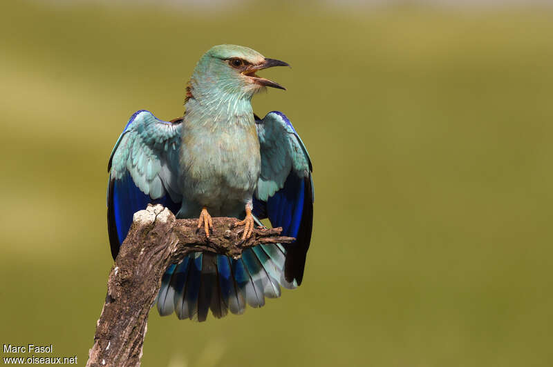 European Rolleradult breeding, aspect