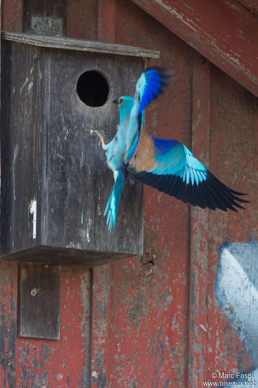 European Rolleradult, identification, Reproduction-nesting