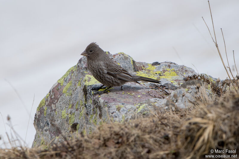 Roselin tacheté femelle adulte, identification