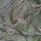 Rossignol philomèle