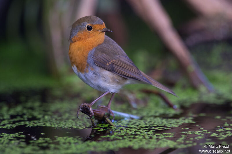 European RobinSecond year, identification