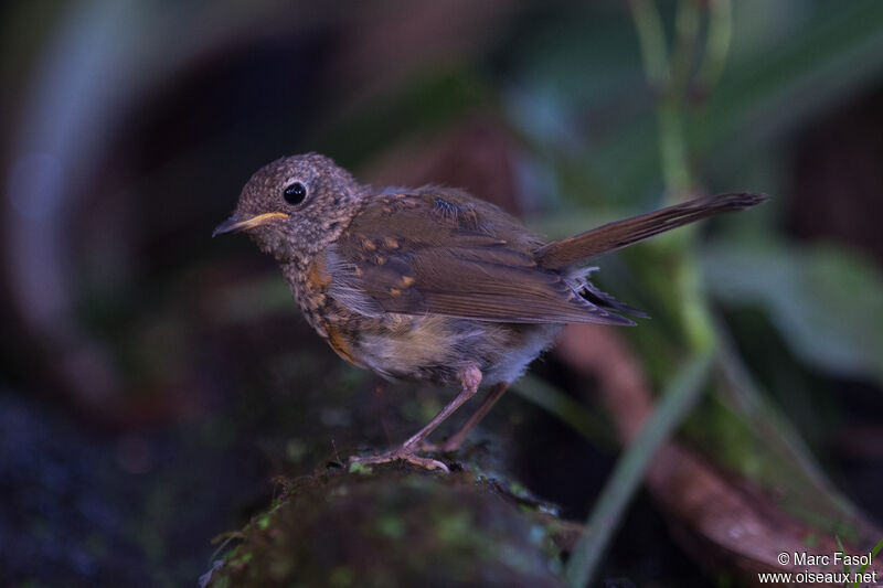 European Robinjuvenile, identification