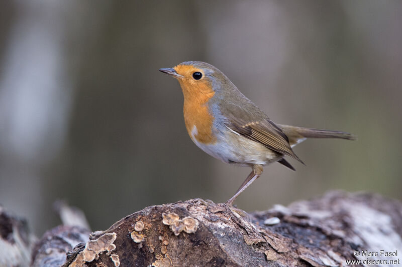 European Robinadult