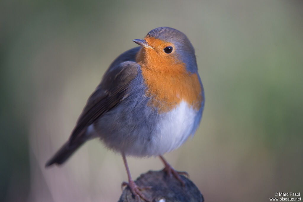 European Robin
