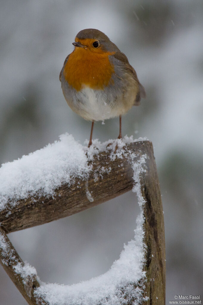 European Robin