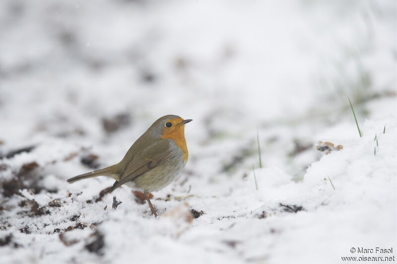 European Robinadult post breeding, identification