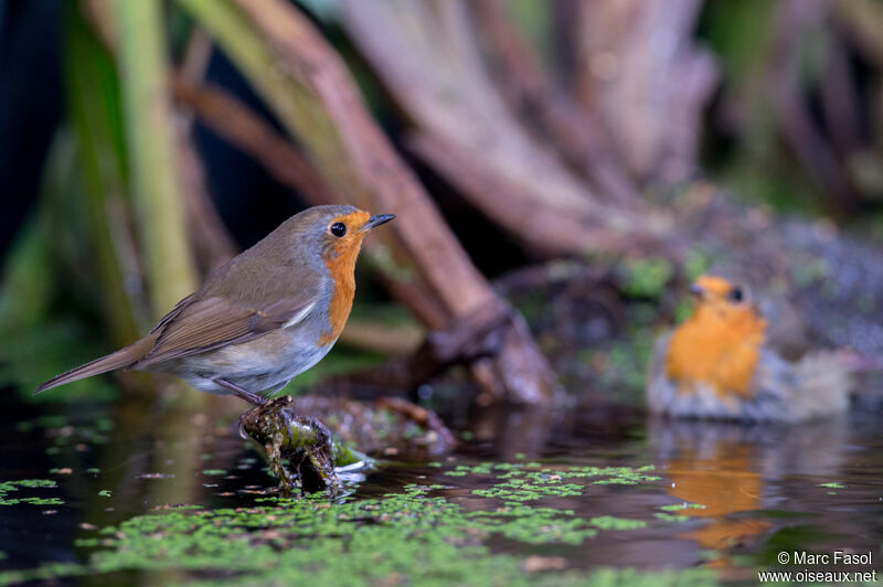 European Robinadult