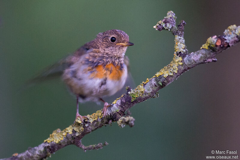 European Robinjuvenile, identification, moulting