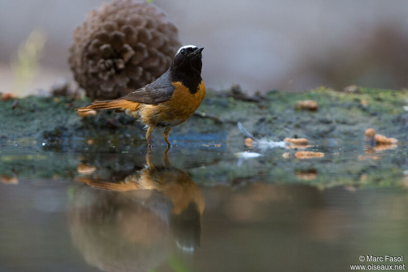 Common Redstart male adult breeding, identification, drinks