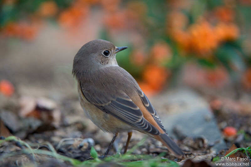 Common RedstartFirst year, identification