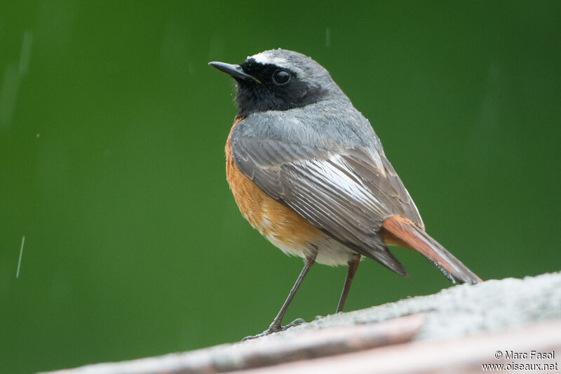 Common Redstart male adult breeding, identification