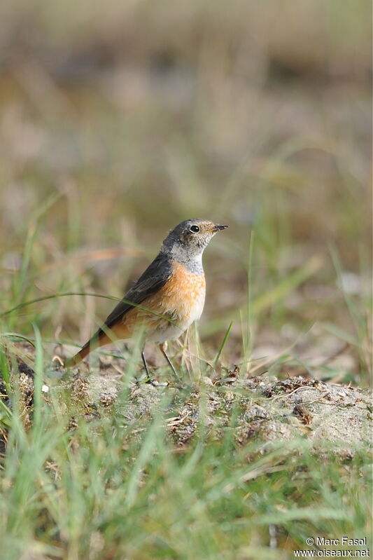 Common Redstart male First year, identification, Behaviour