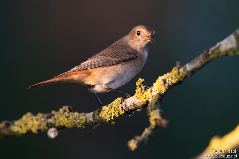 Common Redstart female, identification