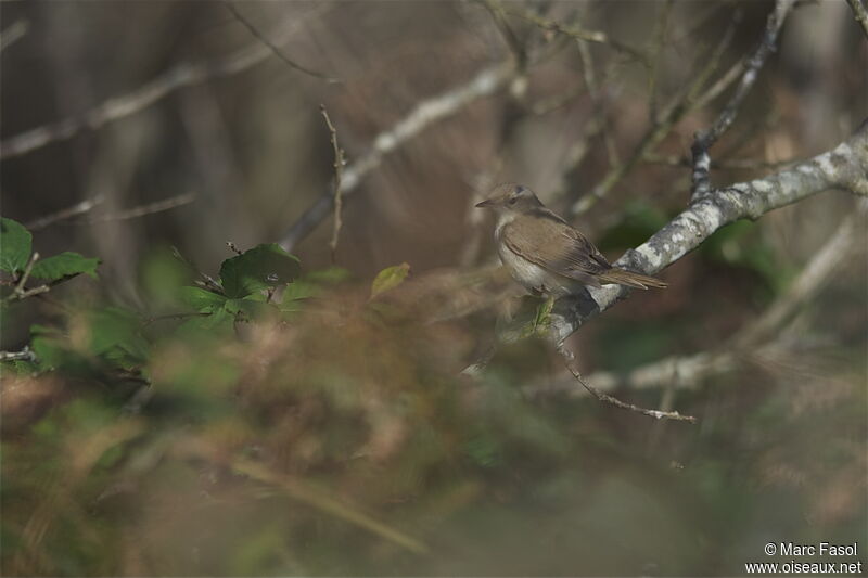 Blyth's Reed Warbler, identification