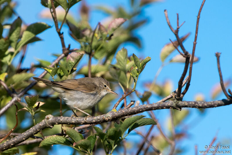 Rousserolle des buissonsadulte internuptial, habitat