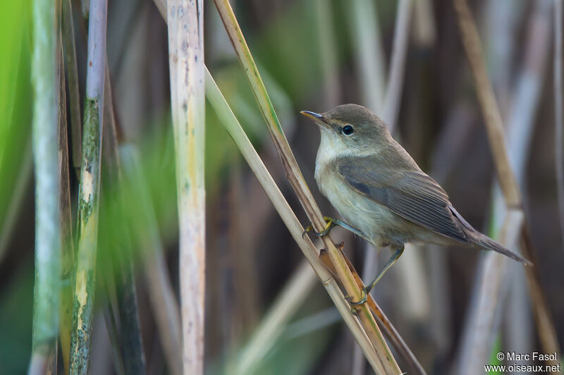 Common Reed Warbleradult, identification