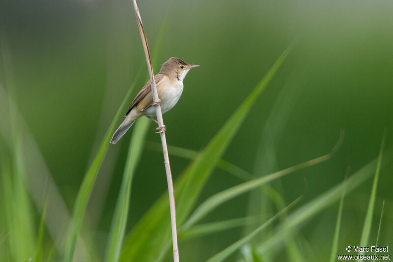 Common Reed Warbleradult, identification