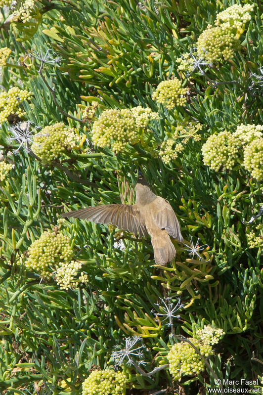 Rousserolle effarvatteadulte internuptial, pêche/chasse, mange