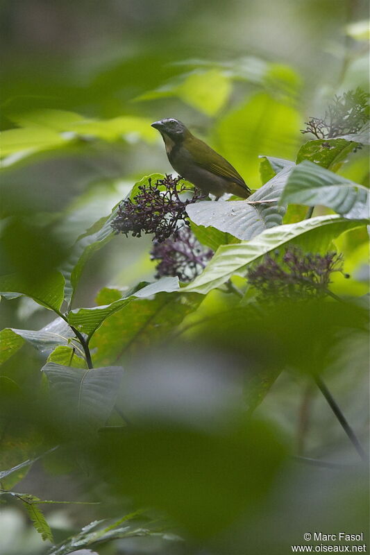 Saltator des grands-boisadulte, identification