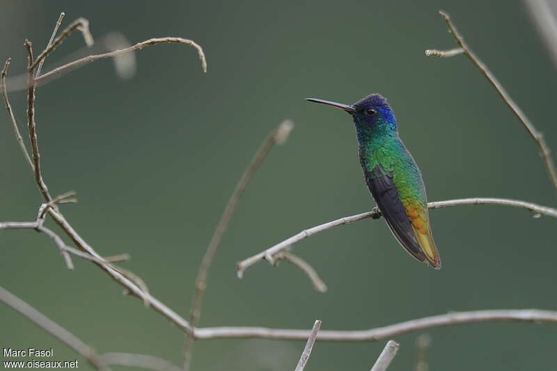 Golden-tailed Sapphire male adult breeding, identification