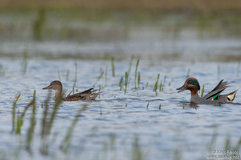 Eurasian Tealadult breeding, courting display