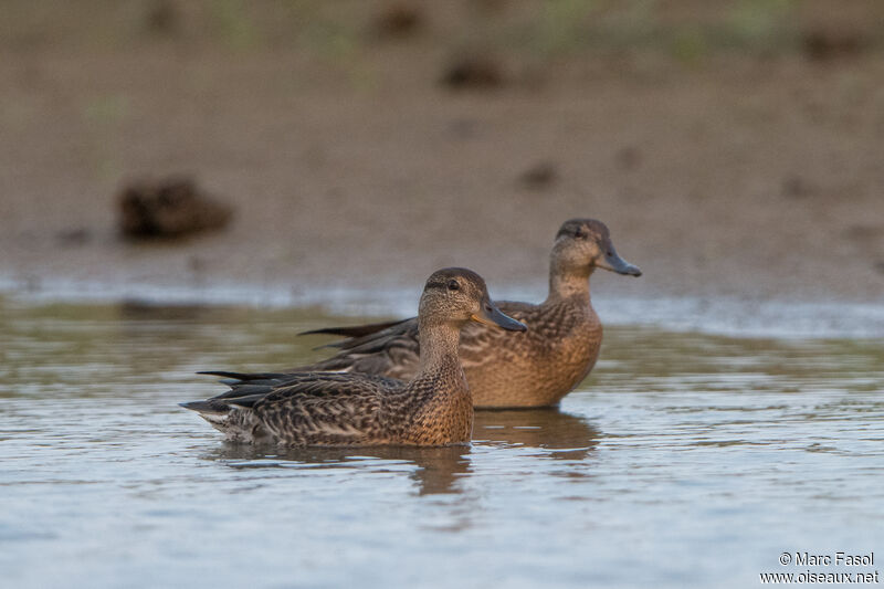 Eurasian Tealadult post breeding, swimming