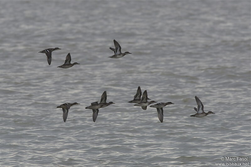 Eurasian Teal, Flight