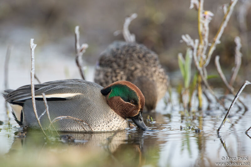 Eurasian Teal, eats