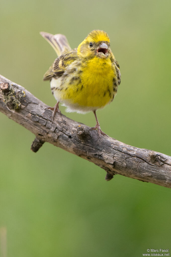 European Serin