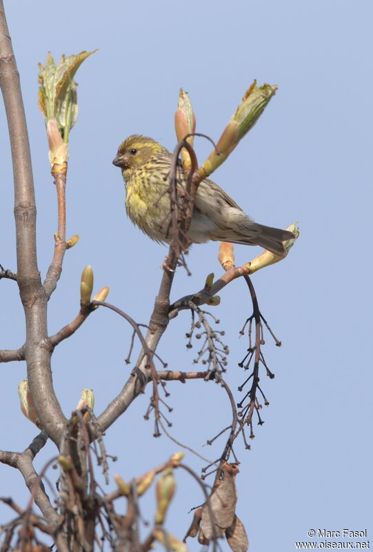 European Serin female adult breeding, identification