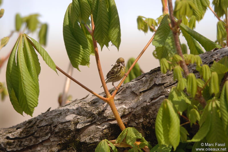 Serin cini femelle adulte nuptial, Nidification