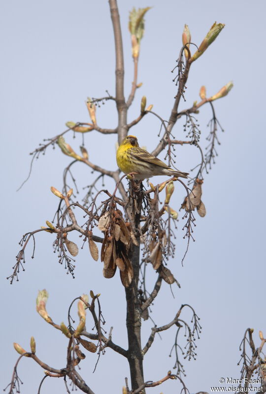 European Serin male adult breeding, identification, song