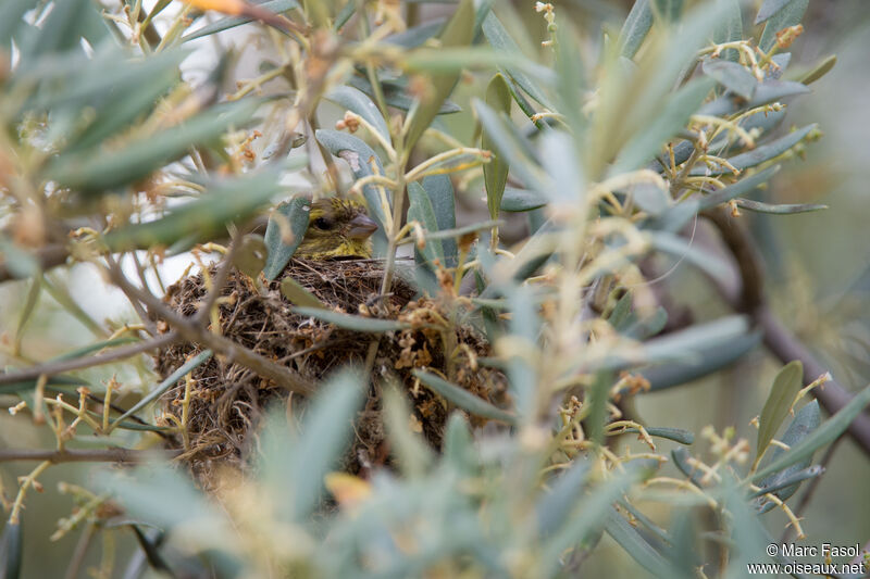 Serin cini femelle adulte, identification, Nidification