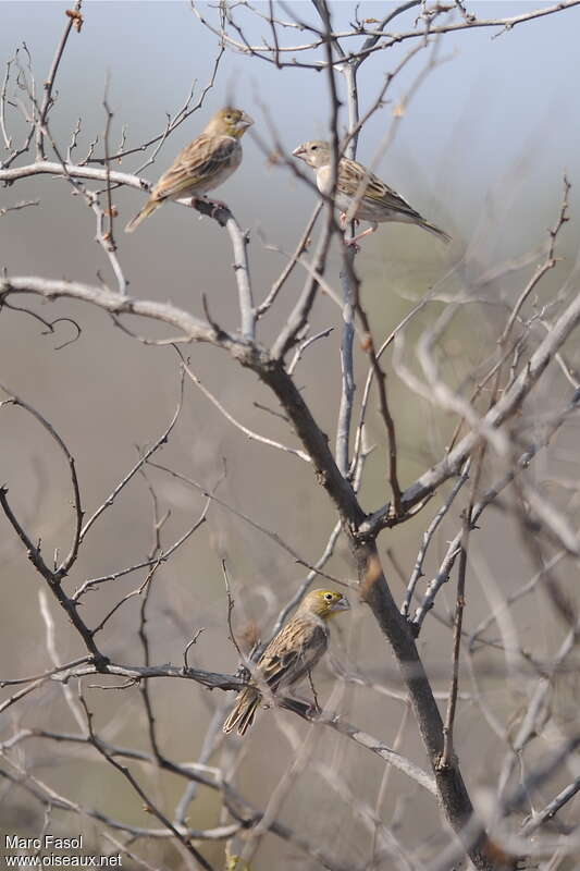 Sulphur-throated Finchadult, identification