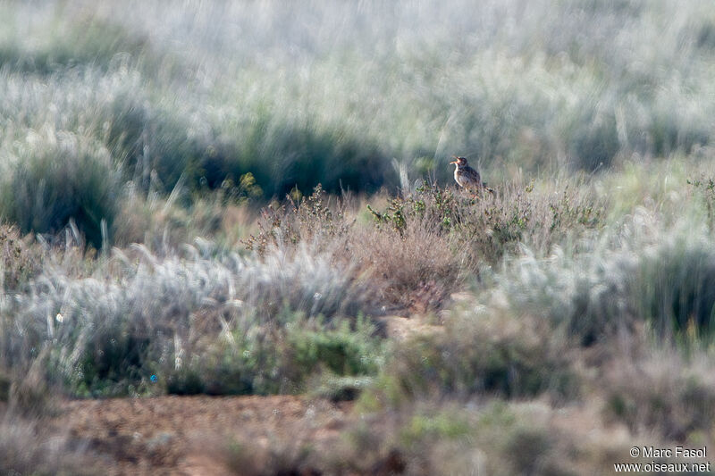 Sirli de Dupontadulte, habitat, chant