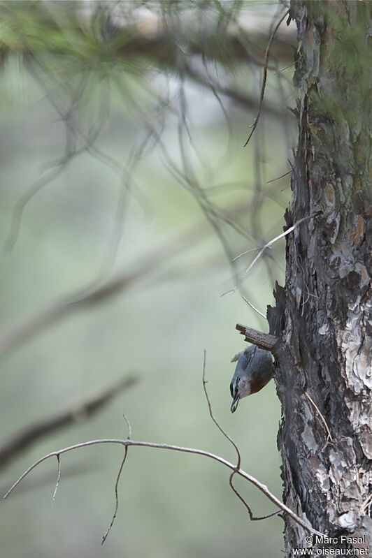 Krüper's Nuthatchadult breeding, feeding habits, Behaviour