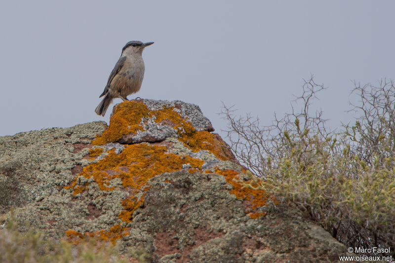 Western Rock Nuthatchadult