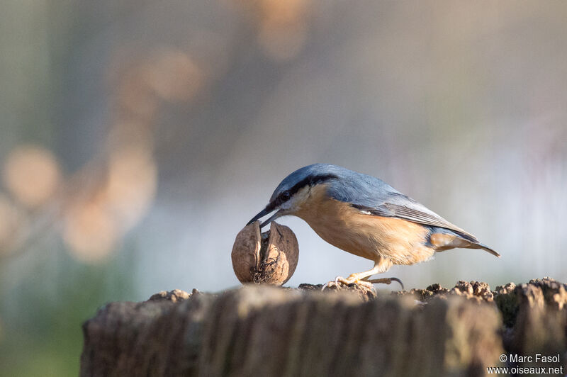 Eurasian Nuthatchadult post breeding, identification, feeding habits, eats