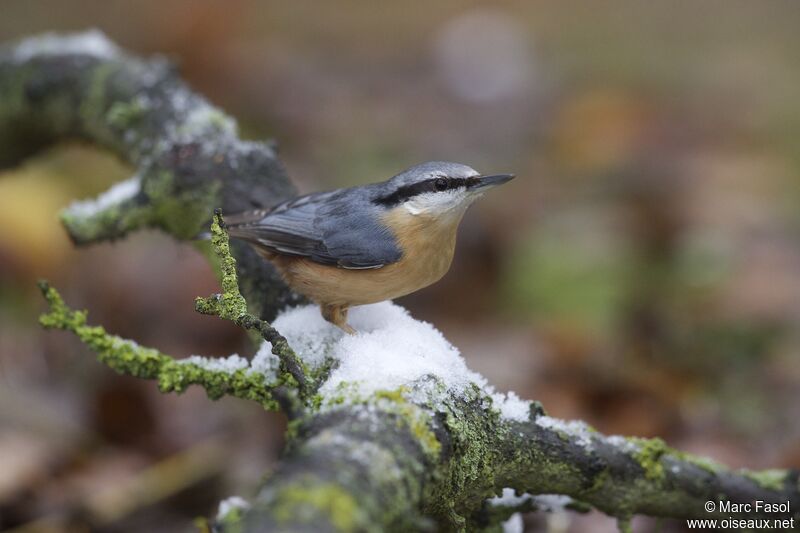 Eurasian Nuthatchadult