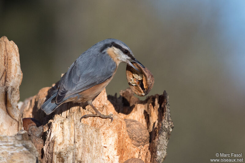 Eurasian Nuthatchadult post breeding, feeding habits, eats