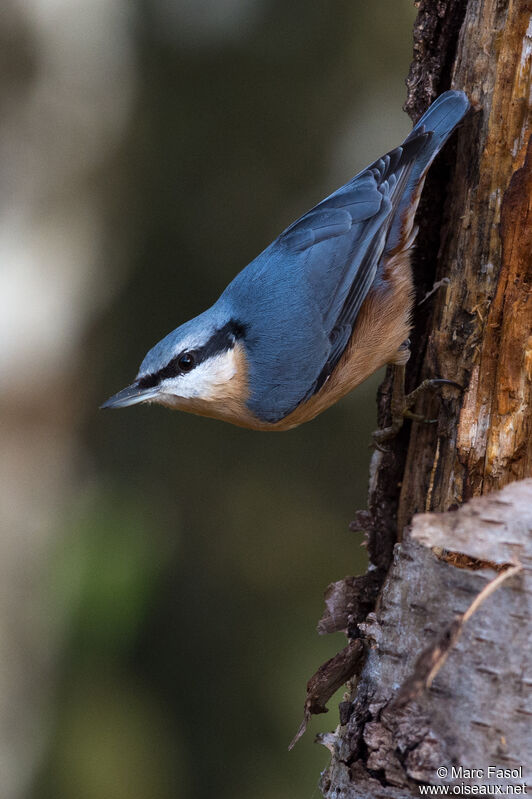 Eurasian Nuthatch, identification