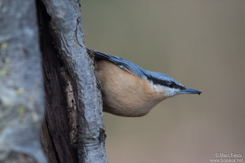 Eurasian Nuthatchadult, identification